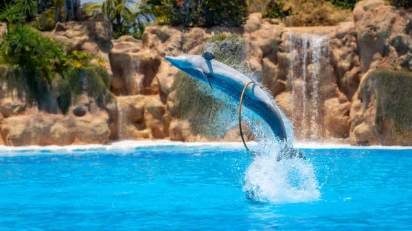 Показ Красивых Прыжков Дельфинов Бассейне Зоопарка — стоковое фото