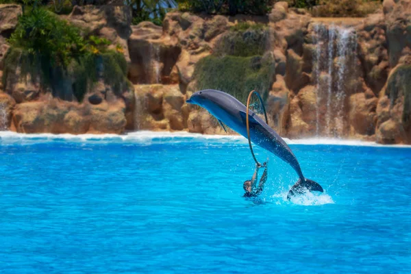 Показ Красивых Прыжков Дельфинов Бассейне Зоопарка — стоковое фото