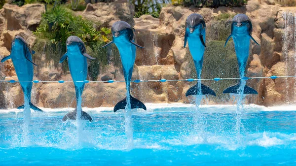 Grupo Golfinhos Saltadores Durante Show Zoológico — Fotografia de Stock