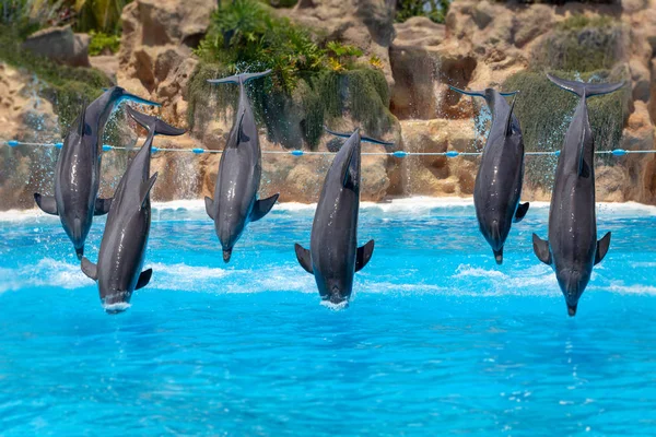 Gruppo Delfini Che Saltano Durante Spettacolo Allo Zoo — Foto Stock