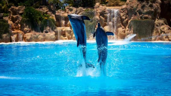 Show Beautiful Dolphin Jumps Zoo Pool Stock Photo