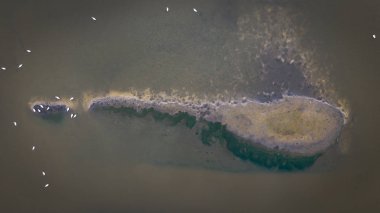 Yukarıdan aşağıya kuğular yüzen üzerinde görünümü.