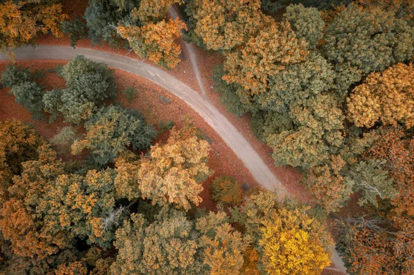 Vista Cima Para Baixo Caminho Árvores Outono Parque Polônia — Fotografia de Stock