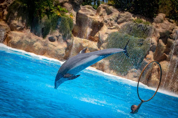 Mostra Belos Saltos Golfinhos Piscina Zoológico — Fotografia de Stock