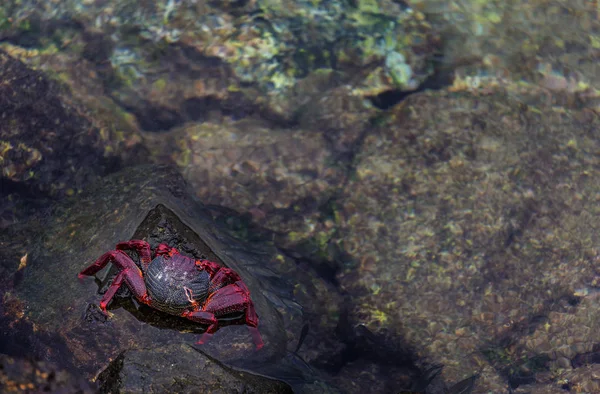 Crabe Rouge Sur Roche Volcanique Noire — Photo