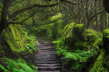 Yol Anaga yağmur ormanlarında adada Tenerife, İspanya.