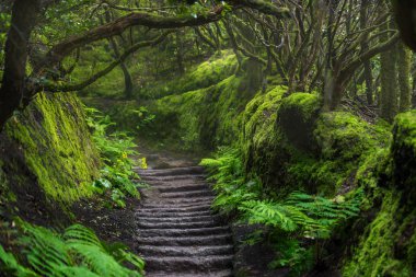 Path in Anaga Rainforest on Tenerife island, Spain. clipart