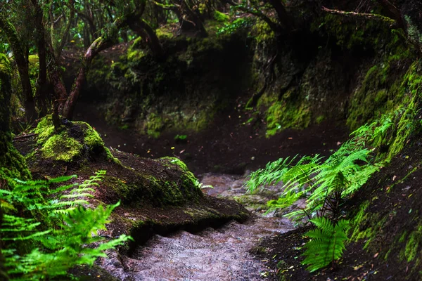 Percorso Nella Foresta Pluviale Anaga Sull Isola Tenerife Spagna — Foto Stock