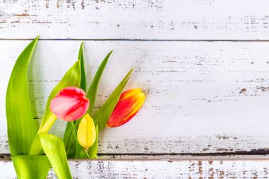Renkli lale kopya alanı ile beyaz rustik tahtalar arasında düzenlenen Bahar.