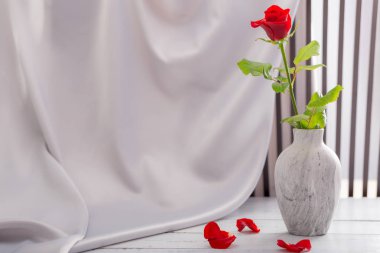 Kadın tatil günleri ve yıldönümleri kutlamaları için kırmızı gül.