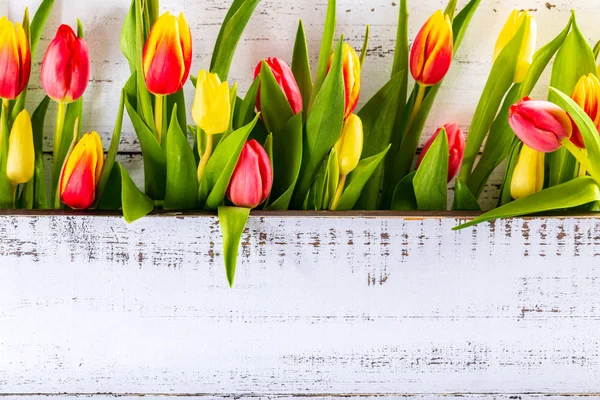 Spring colored tulips arranged between white rustic boards with copy space.