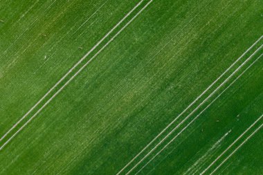 Traktör alanında taze iz ve geyik ve karaca sürüsü, drone görünümü yukarıda.