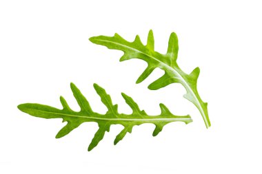 Arugula beyaz arkaplanda izole bırakılır.