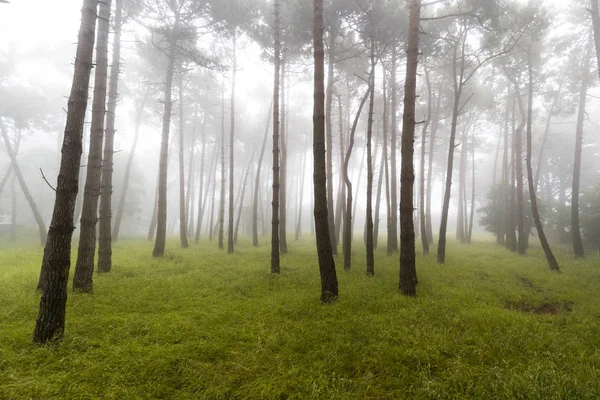 Foresta Nebbiosa Cap Frehel Bretagne Francia — Foto Stock