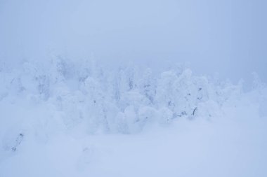 Kanada 'da kar ve buzla kaplı çam ağaçları. Kimse.
