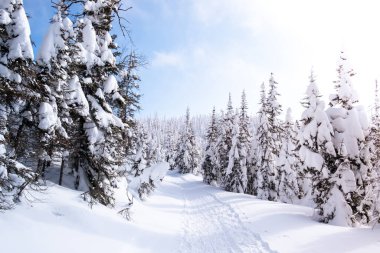 Çam ağacı ormanında karlı patika. Kanada, Hiç Kimse
