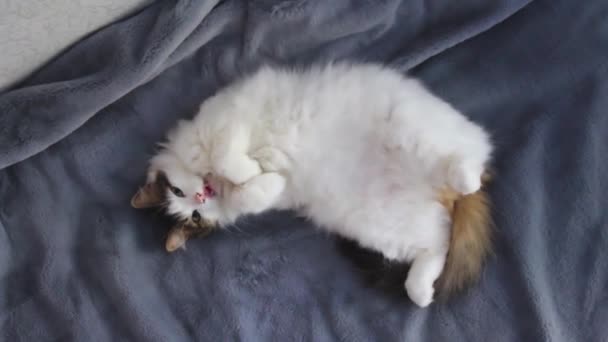 Αστείο Λευκή Γάτα Ξαπλωμένη Στο Κρεβάτι Ανάσκελα Γλείψιμο Μάγουλά Της — Αρχείο Βίντεο