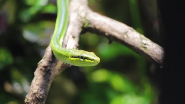 Primo Piano Serpente Verde Seduto Albero Uno Sfondo Foresta Giungla — Video Stock