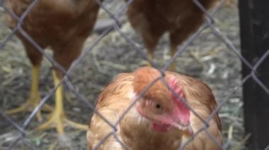 Açık kafeste kırmızı çiftlik tavuk kapatın. Hayvan hakları, açık kafes.