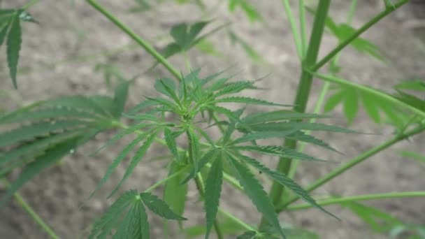 Gros Plan Une Feuille Verte Cannabis Jour Médecine Chanvre Plante — Video