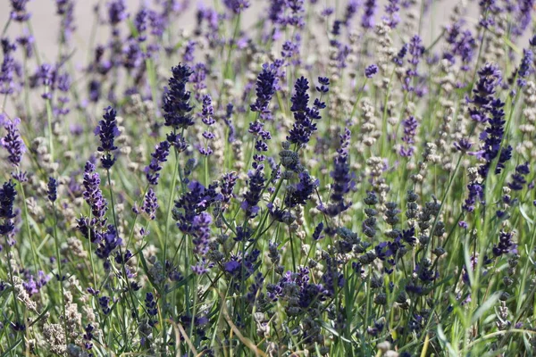 Primer plano de flores de lavanda violeta en el campo. Fondo de flores . —  Fotos de Stock