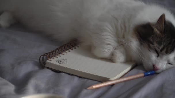 Lindo Gato Blanco Acostado Una Cama Sobre Cuaderno Lápiz Alfombra — Vídeos de Stock