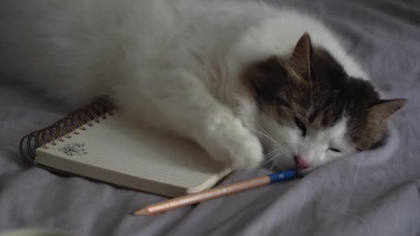 Lindo Gato Blanco Acostado Una Cama Sobre Cuaderno Lápiz Alfombra — Vídeos de Stock