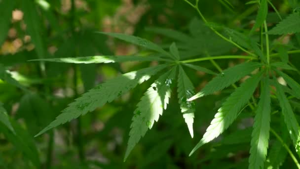 Een Groen Groot Blad Van Cannabis Zon Licht Hennep Bladeren — Stockvideo