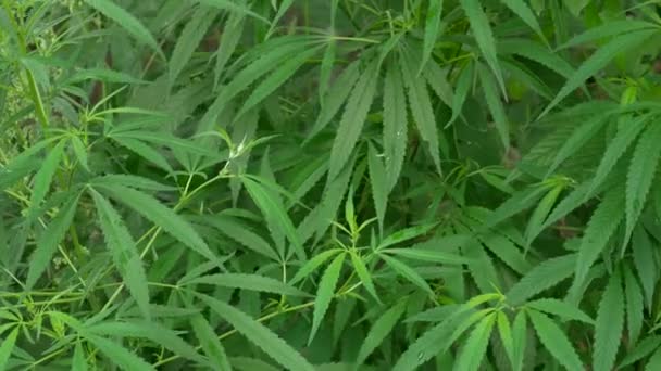 緑の大きな大麻植物 麻の葉の上に太陽の光 自然条件で大麻 風の中の大麻の葉 屋外雑草マリファナ畑 — ストック動画