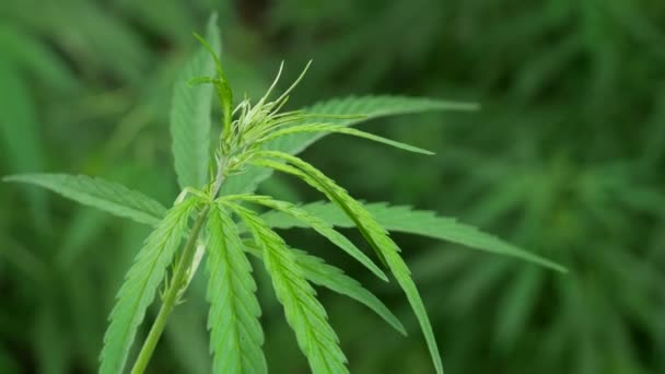 Ein Grünes Großes Blatt Cannabis Sonnenlicht Über Hanfblättern Cannabis Unter — Stockvideo