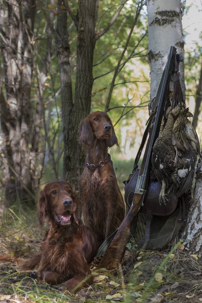 Jakthund Irländsk Setter Ett Porträtt Jakt Stockbild