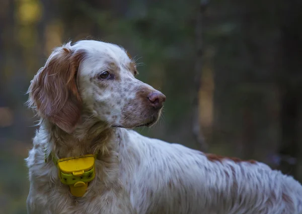 Ngiliz Seterim Köpeği Bir Köpeği Olarak Portresi Köpek Işaret — Stok fotoğraf