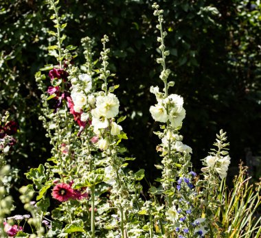 Holyhock da yaz boyunca İngiliz bahçesinde Alcea ve Mallow 'da..