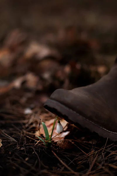 Human Foot Stepping Snowdrop Forest — Stock Photo, Image