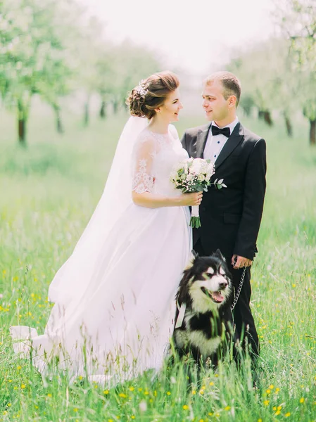 Los recién casados están hablando y parados detrás del perrito en el campo . —  Fotos de Stock