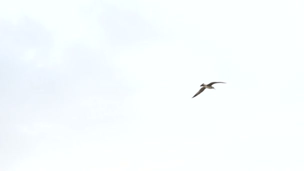 Προβολή με μεγέθυνση του πουλιού που φέρουν στον λευκό ουρανό πάνω από την όμορφη πόλη της Ρώμης στην Ιταλία. — Αρχείο Βίντεο