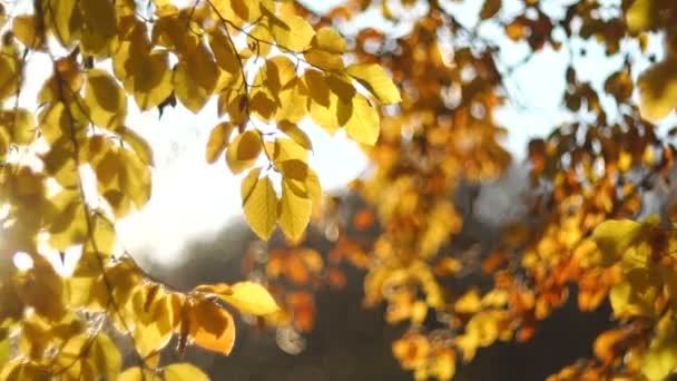 Helle Sonne bricht durch die vergilbten Herbstblätter des Baumes. — Stockvideo