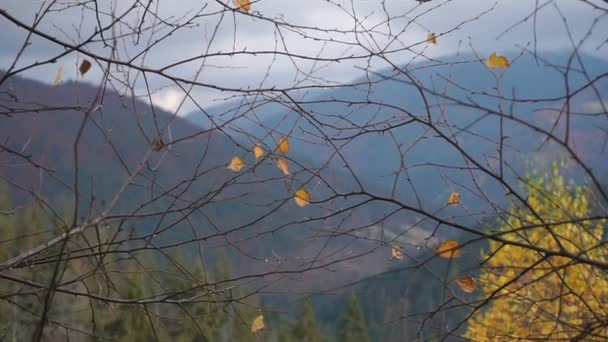 Visa genom grenar på den vackra höstliga skogen i bergen. — Stockvideo