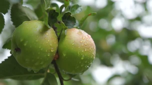 Lluvia de verano en el jardín. Dos deliciosas manzanas verdes frescas en el árbol . — Vídeo de stock