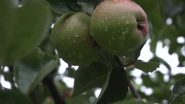 Twee lekkere groene appels met regen druppels op de boom. Zomer regen ik Paasshow tuin. — Stockvideo