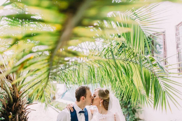 Primo piano ritratto del bacio appena sposato sopra le foglie di palma . — Foto Stock