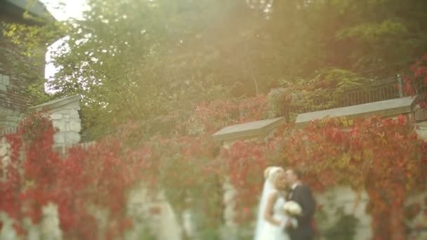 Knappe bruidegom is zachtjes zoenen zijn perfecte blond bruid in de buurt van de muur bedekt met rode ivy tijdens de zonsondergang. — Stockvideo