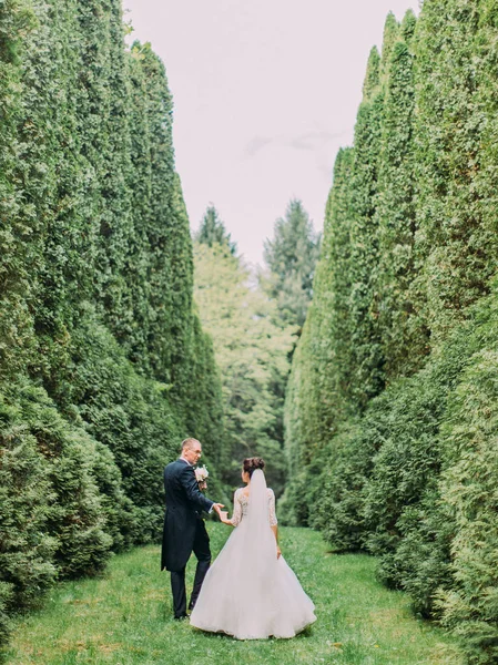 O passeio do casal recém-casado feliz ao longo do jardim com arbustos altos. Visão traseira . — Fotografia de Stock