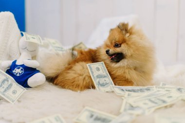 Beyaz ahşap duvar arka para köpek yavrusu Almanca Spitz beyaz tüylü halı üzerinde yatan yan portre yağmuruna