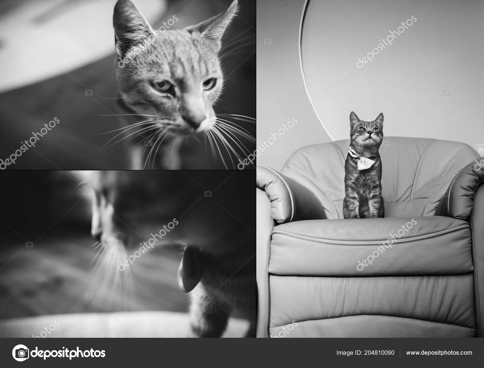 Portrait De Collage Dun Joli Chat Gris Détente Sur Fauteuil