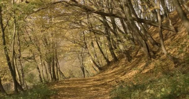 Paesaggio d'autunno. 4k. Foglie d'oro cadono da alti alberi secolari nel parco o nella foresta, coperti di luce solare — Video Stock