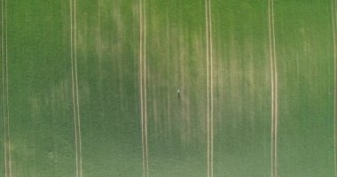 İnsan ve doğa. Hava manzaraya yaz güneş ışıkları yeşil alan beklerle yürüyüş uzun esmer saçlı beyaz elbiseli kadın. 4k. Hızlı ve yavaş hareket