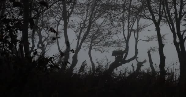 Floresta mística, escuridão, Ghotic. Velha casa de aves de capoeira paira sobre as velhas árvores em algum lugar na floresta escura — Vídeo de Stock