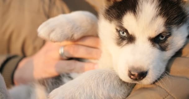 Kadın kollarını küçük Husky köpek tutar — Stok video