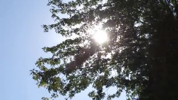 Lens flare from sun on tree. — Stock Video